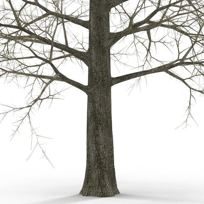 Red Oak Tree Winter 3D model