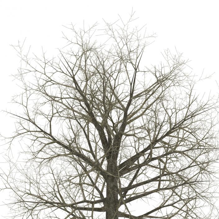 Red Oak Tree Winter 3D model