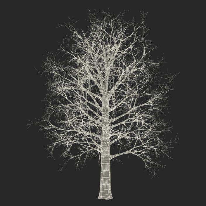 Red Oak Tree Winter 3D model