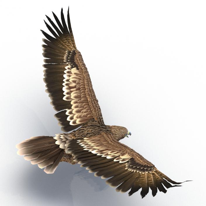 3D Imperial Eagle Pose 7