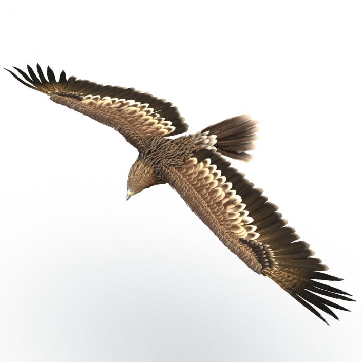 3D Imperial Eagle Pose 6