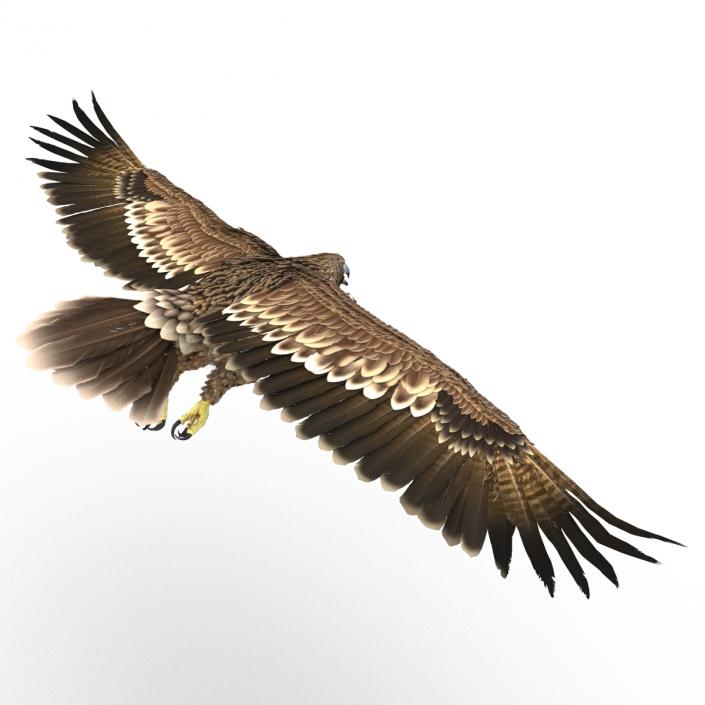 3D Imperial Eagle Pose 6