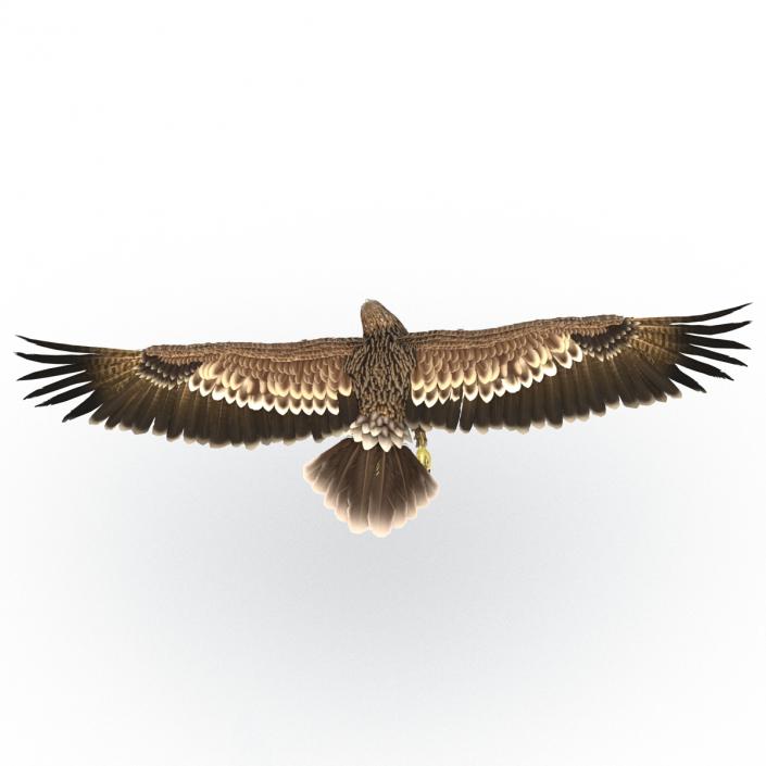 3D Imperial Eagle Pose 6