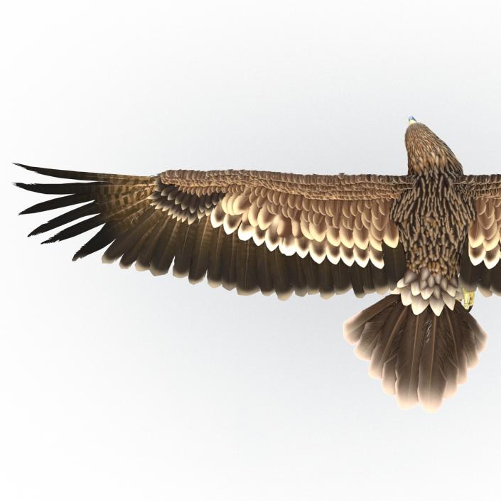 3D Imperial Eagle Pose 6