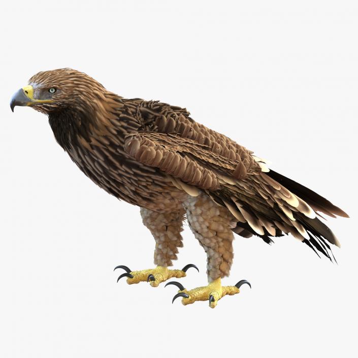 3D Imperial Eagle Pose 5