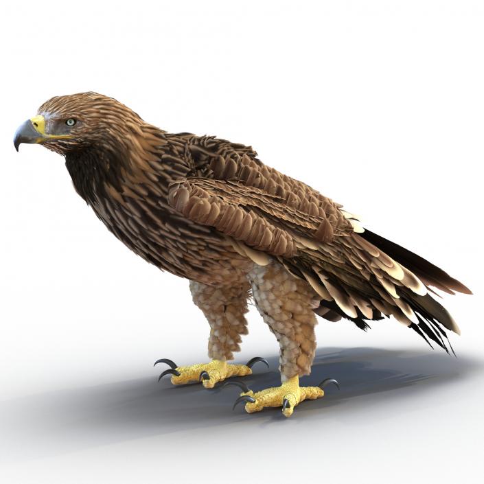 3D Imperial Eagle Pose 5