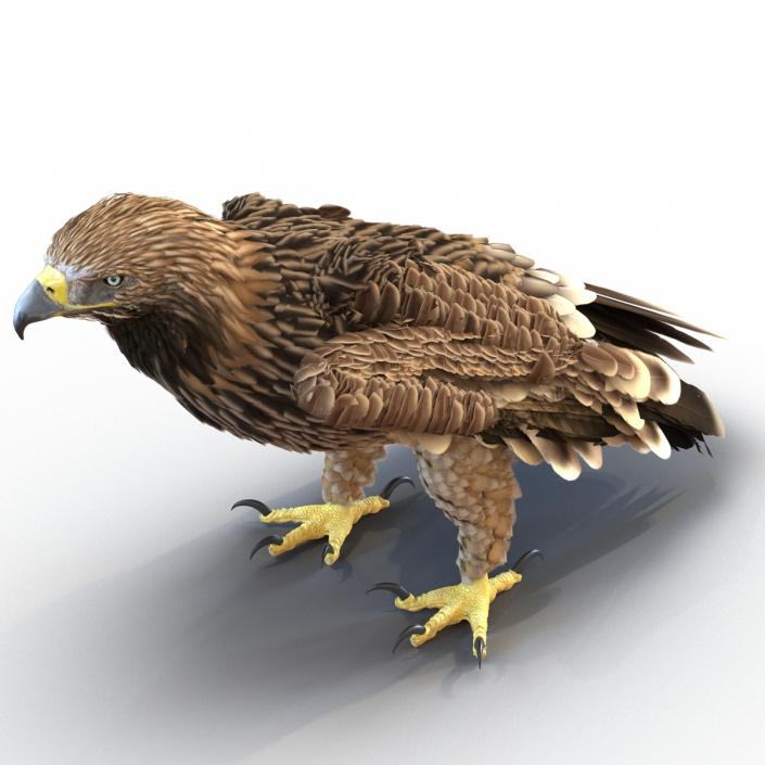 3D Imperial Eagle Pose 5