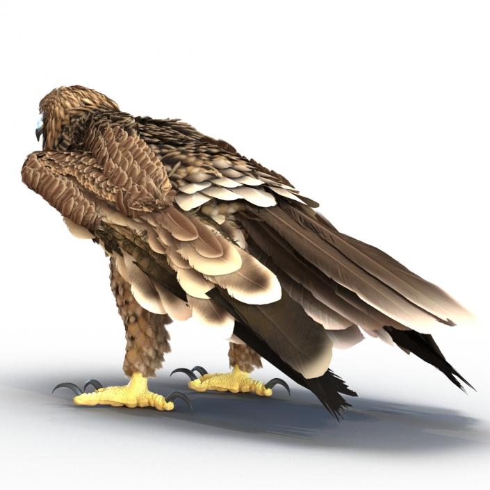 3D Imperial Eagle Pose 5