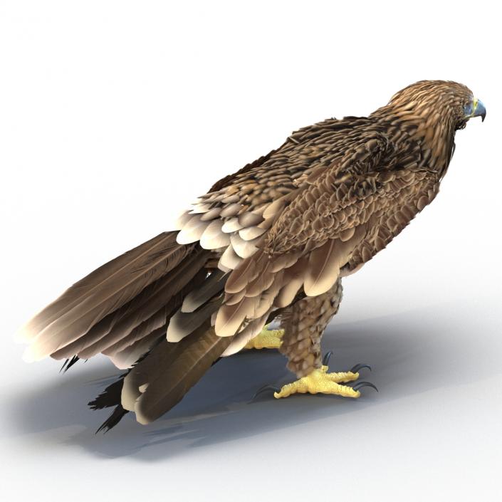 3D Imperial Eagle Pose 5