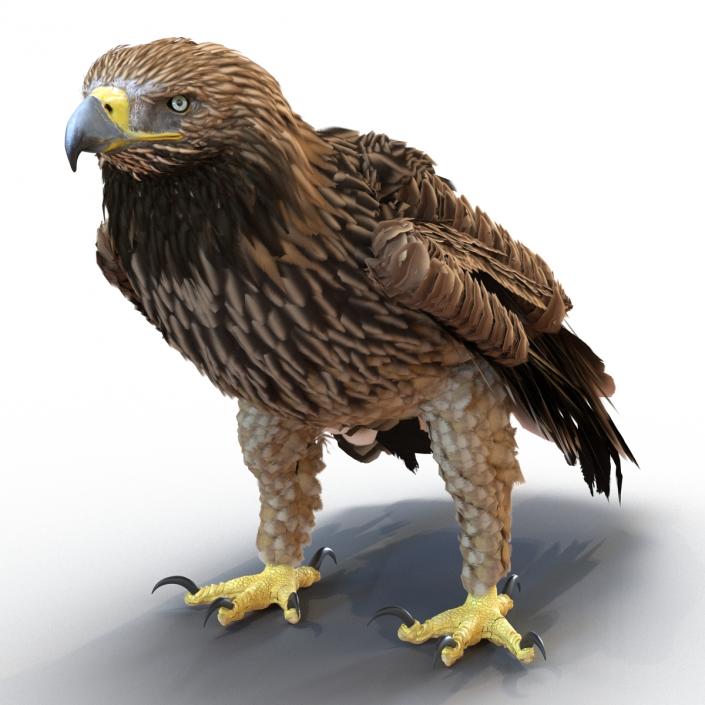 3D Imperial Eagle Pose 5