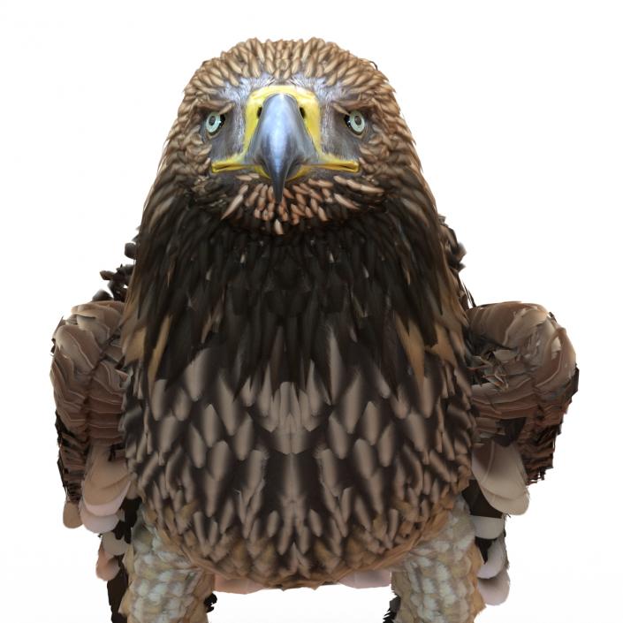 3D Imperial Eagle Pose 5