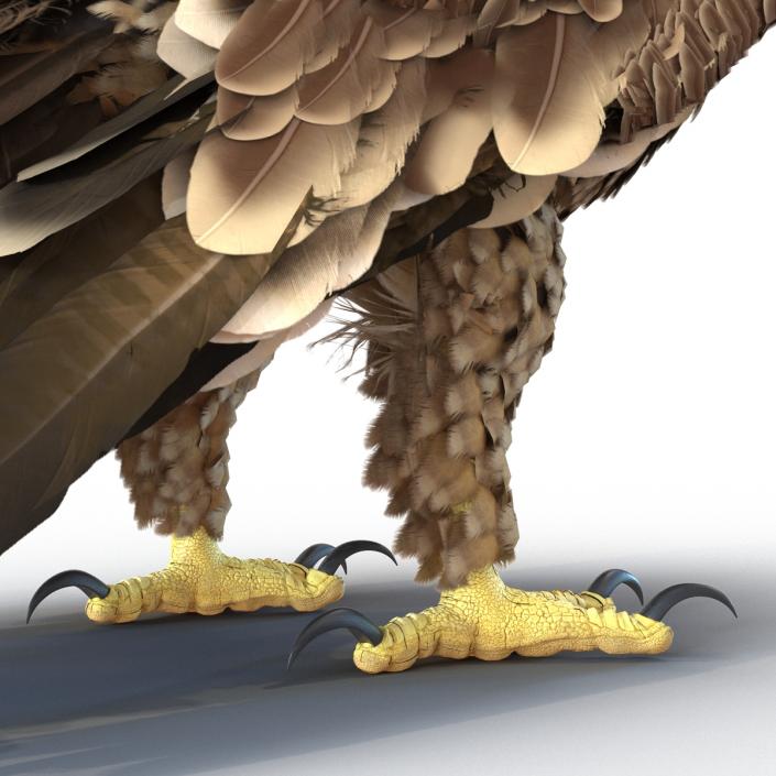 3D Imperial Eagle Pose 5