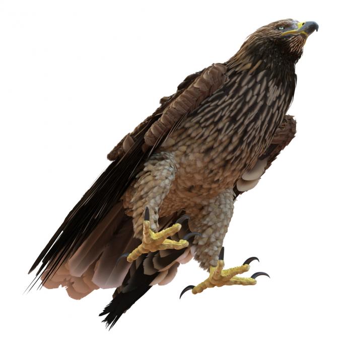 3D Imperial Eagle Pose 5