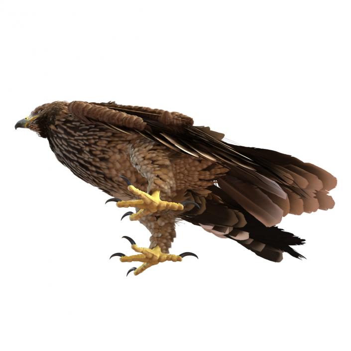 3D Imperial Eagle Pose 5