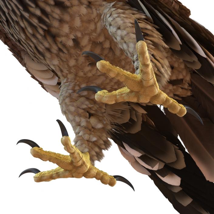 3D Imperial Eagle Pose 5