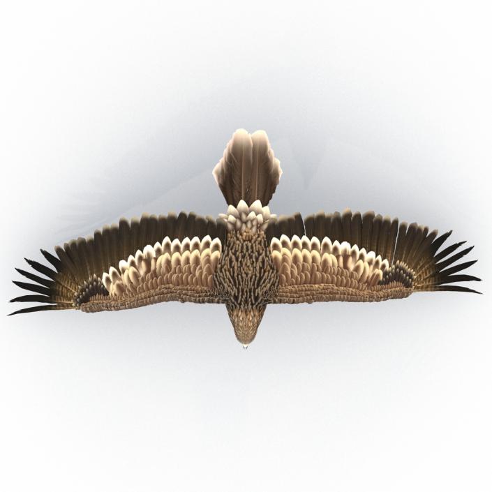 3D Imperial Eagle Pose 4