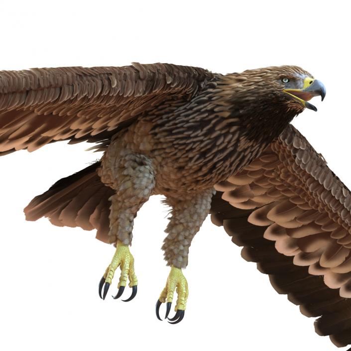 3D Imperial Eagle Pose 4