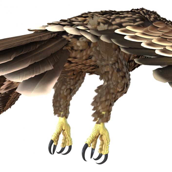 3D Imperial Eagle Pose 4