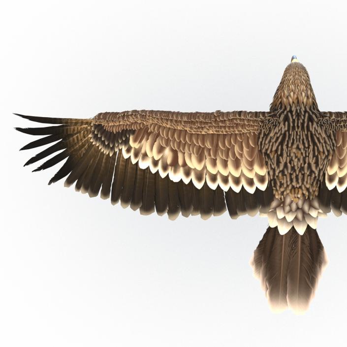 3D Imperial Eagle Pose 4