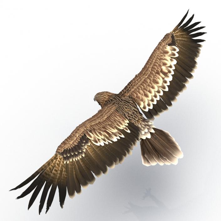 3D Imperial Eagle Pose 3