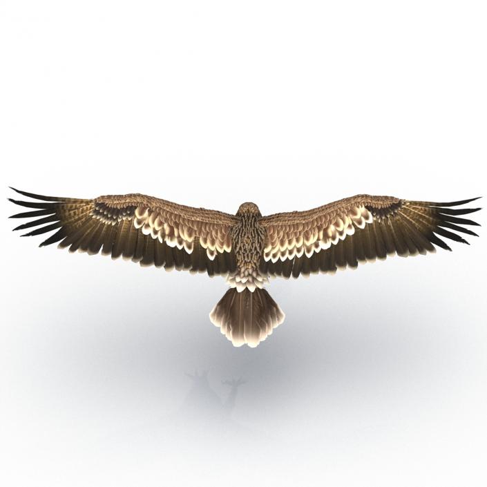 3D Imperial Eagle Pose 3