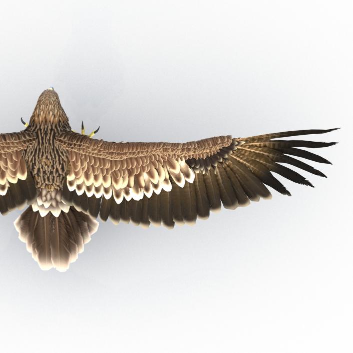 3D Imperial Eagle Pose 3