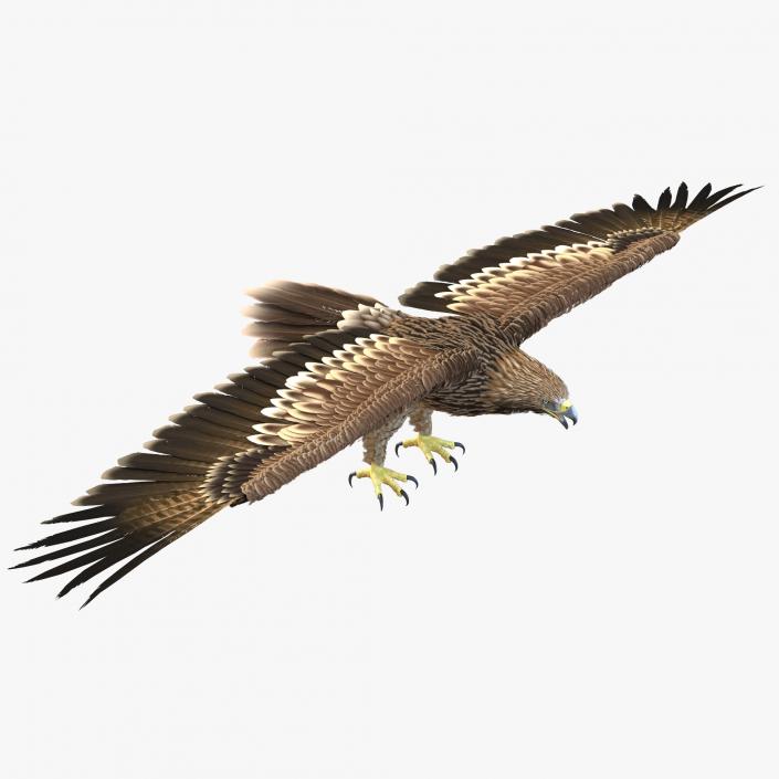 Imperial Eagle 3D model