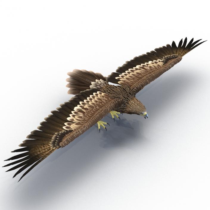 Imperial Eagle 3D model