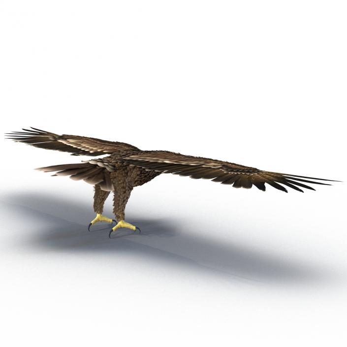 Imperial Eagle 3D model