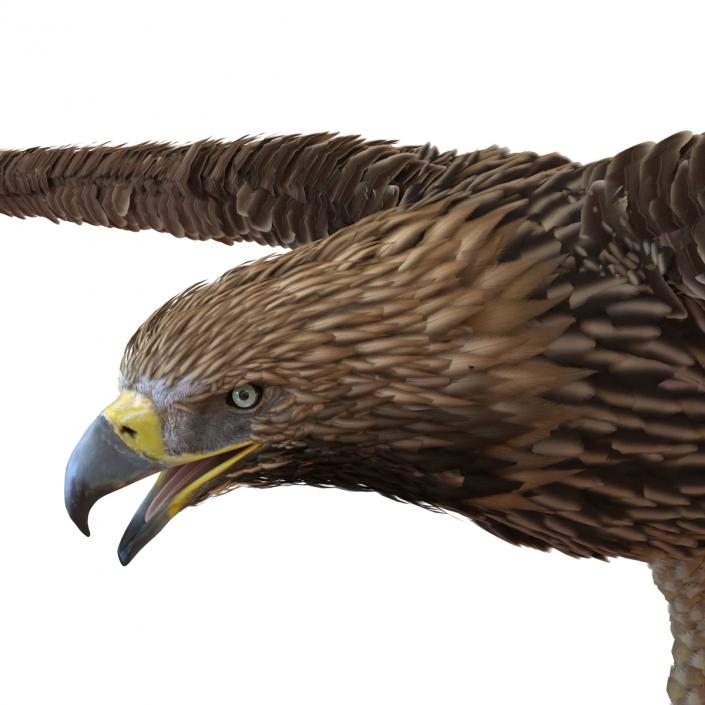 Imperial Eagle 3D model