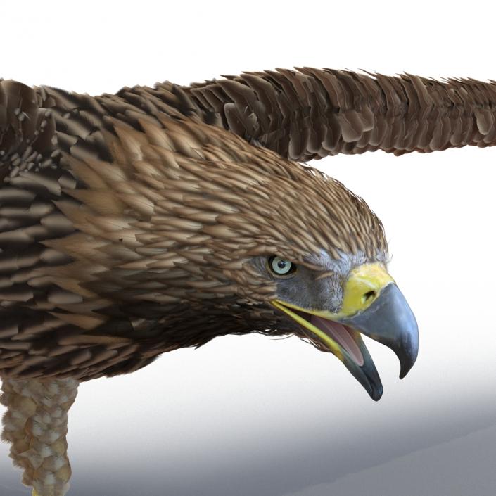 Imperial Eagle 3D model