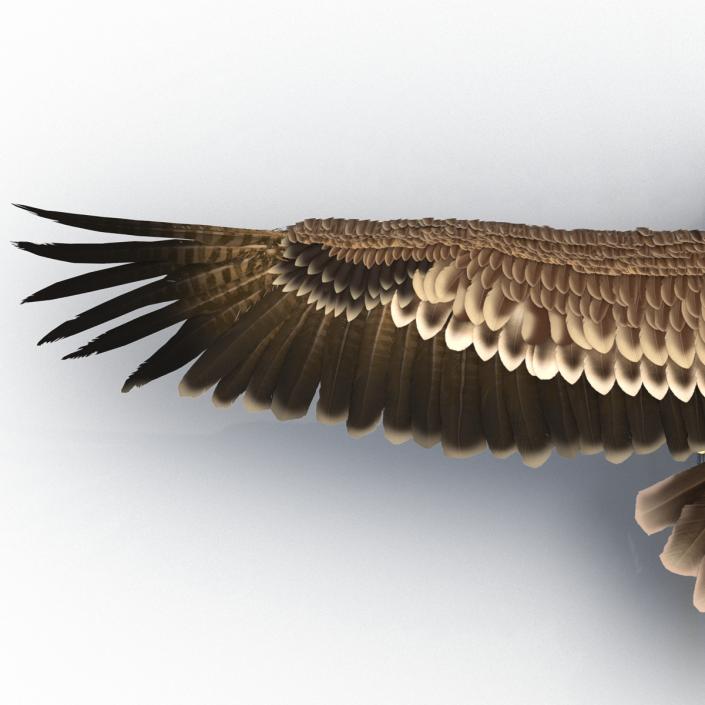 Imperial Eagle 3D model