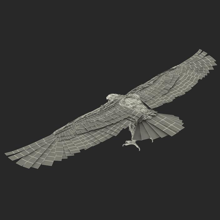 Imperial Eagle 3D model