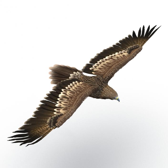 3D Imperial Eagle Pose 2