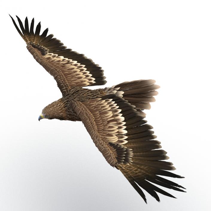 3D Imperial Eagle Pose 2