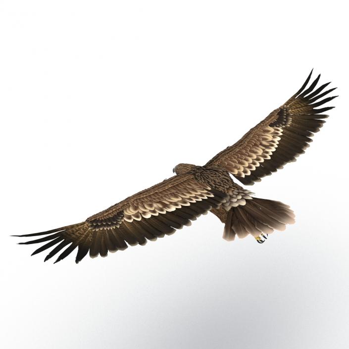 3D Imperial Eagle Pose 2