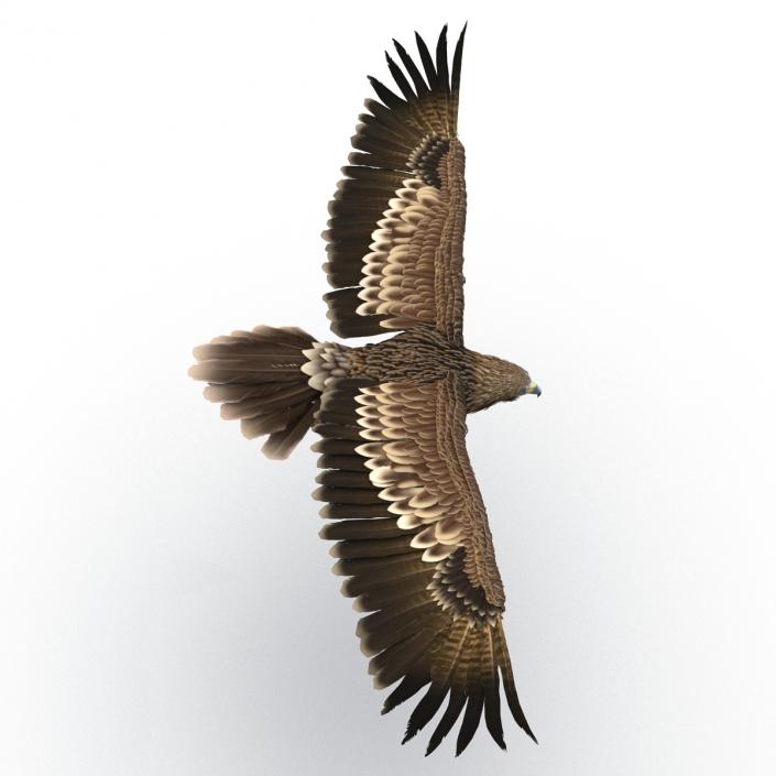 3D Imperial Eagle Pose 2