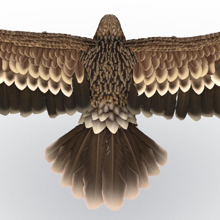 3D Imperial Eagle Pose 2