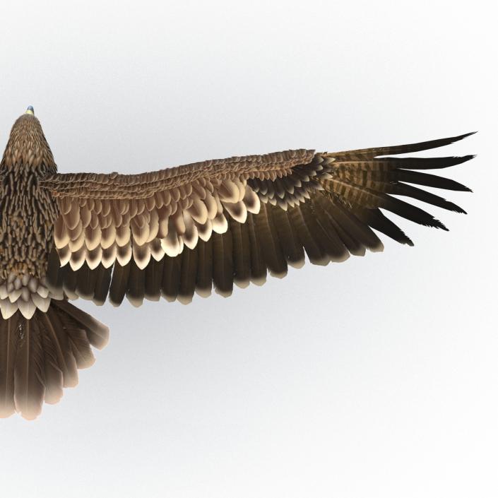 3D Imperial Eagle Pose 2