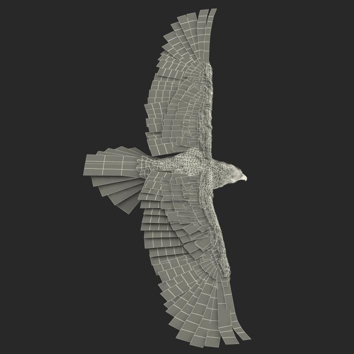 3D Imperial Eagle Pose 2