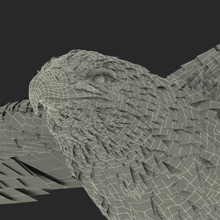 3D Imperial Eagle Pose 2