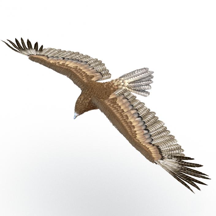 Gurney Eagle Pose 7 3D model