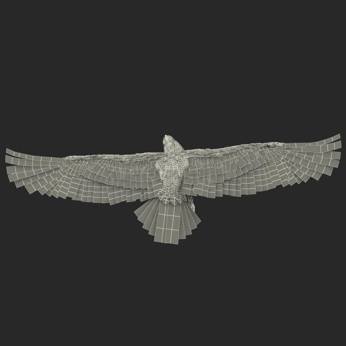 Gurney Eagle Pose 7 3D model