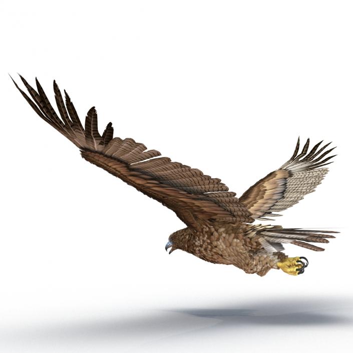 Gurney Eagle Pose 6 3D model