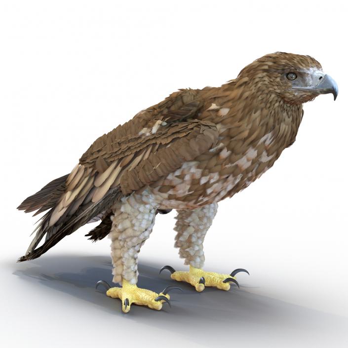 Gurney Eagle Pose 5 3D model