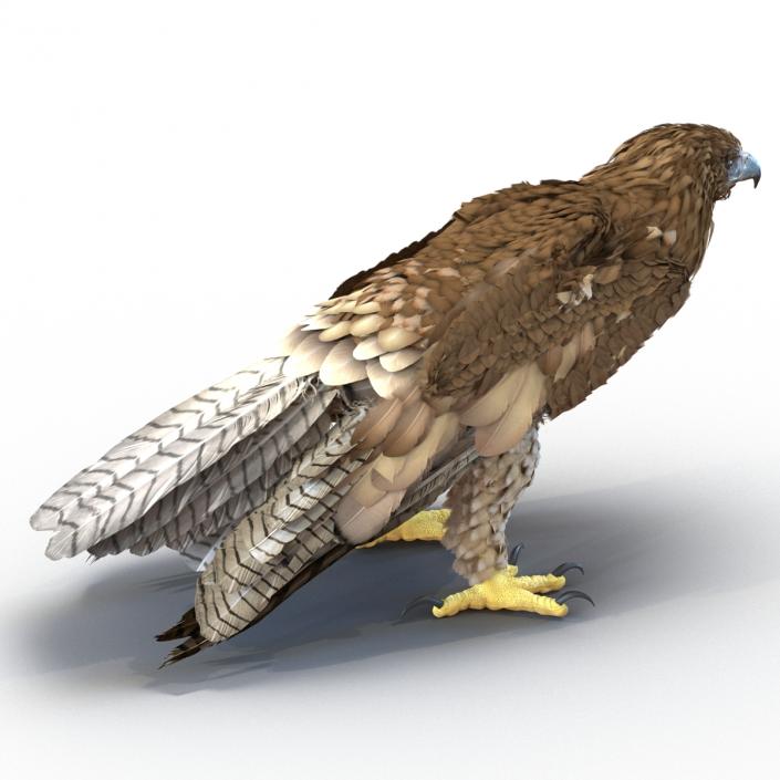 Gurney Eagle Pose 5 3D model