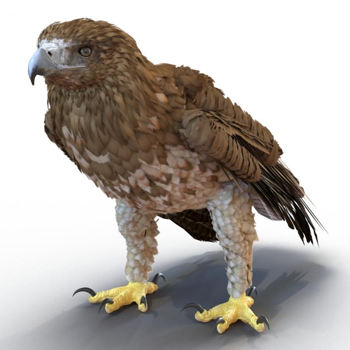 Gurney Eagle Pose 5 3D model