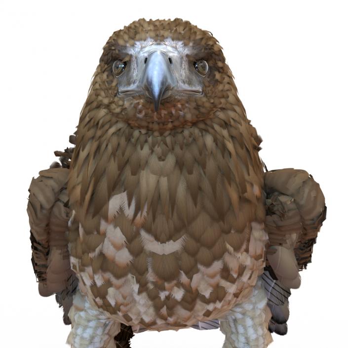 Gurney Eagle Pose 5 3D model