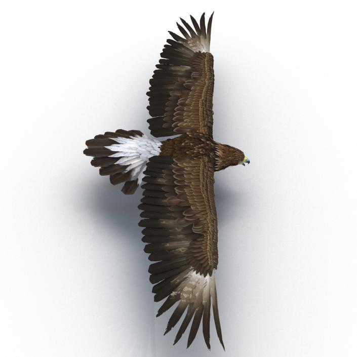 Golden Eagle 3D