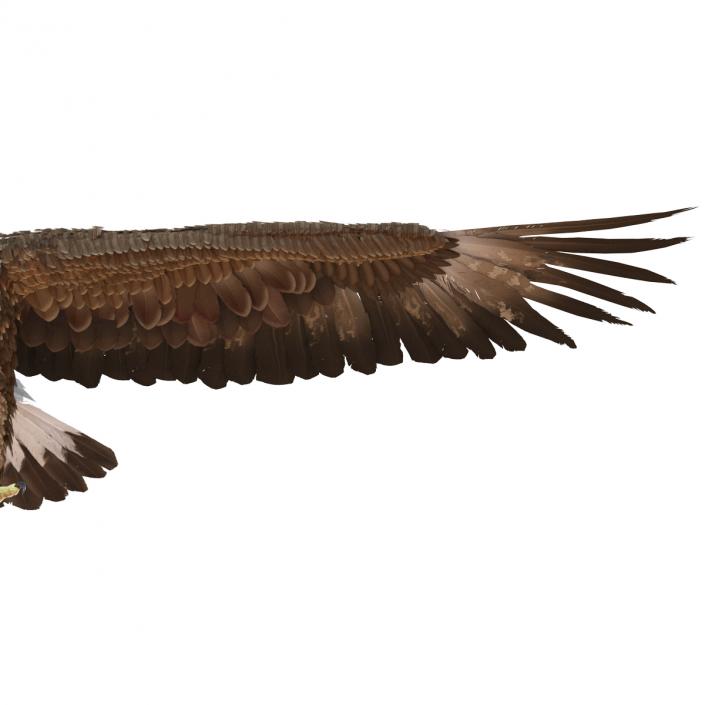 Golden Eagle 3D